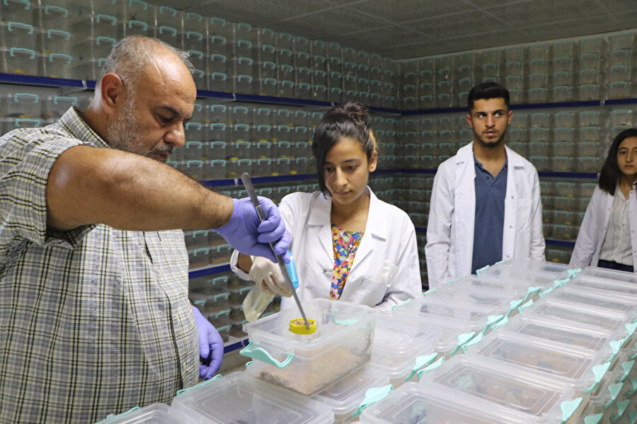 Şanlıurfa'da akrep çiftliği: Zehrinin litresi 10 milyon dolar