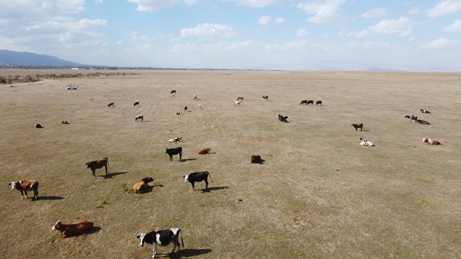 Kuruyan göl büyükbaş hayvanların 'merası' oldu