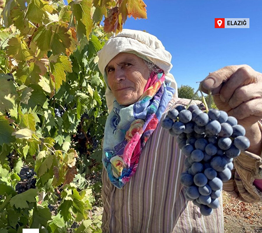 Elazığ'da yetiştirilen üzümlerde 81 bin ton rekolte bekleniyor