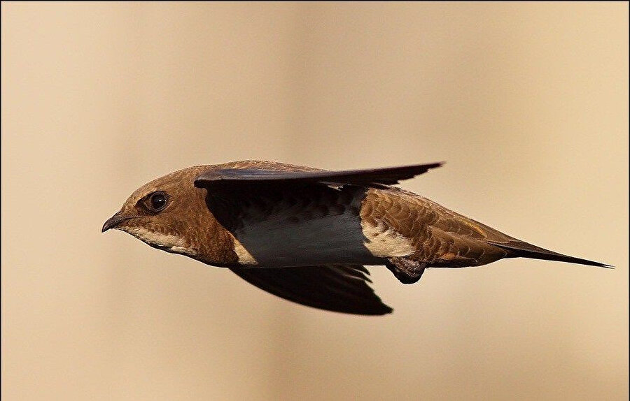 Ebabil kuşları🐦