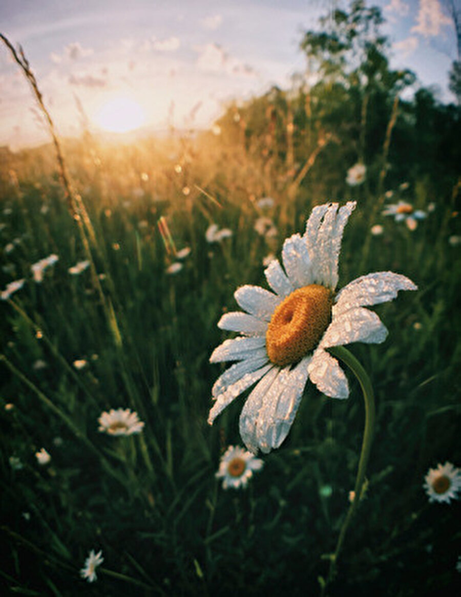 Çiçek fotoğraflarında çekeceğiniz açı, çiçeklerle aynı seviyede olmalı.