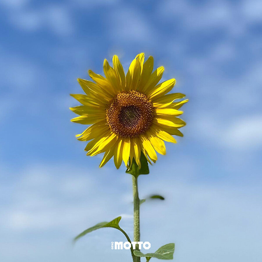 İçimizi ısıtan Ayçiçeği görüntüleri