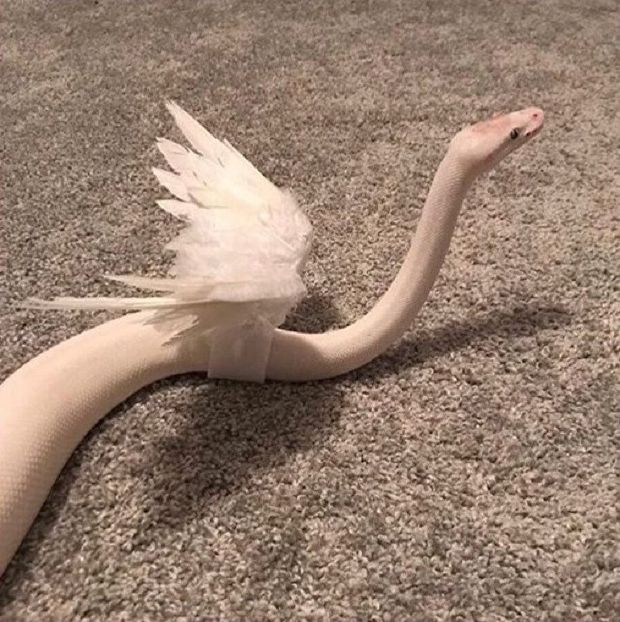 Ben senin kötülüğünü ister miyim yengecim