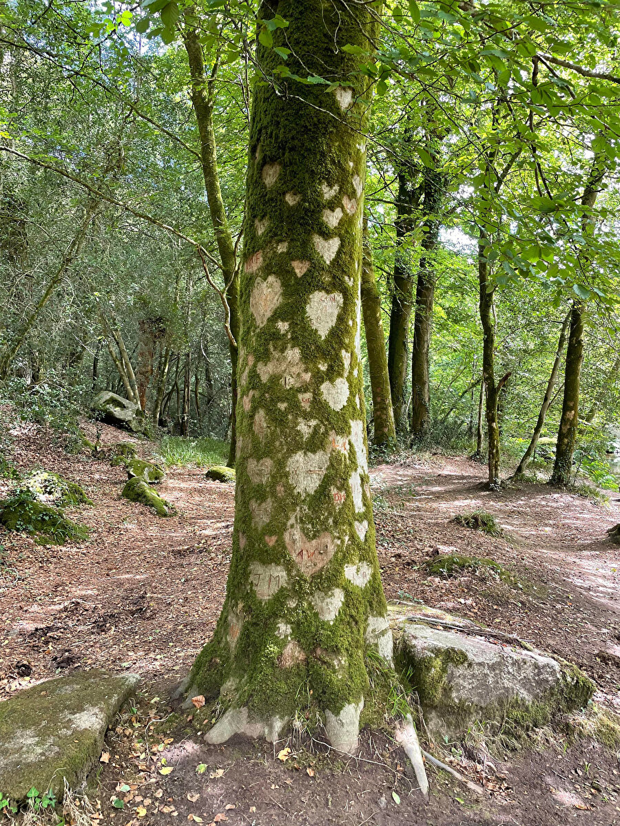 ​Buradan geçmişsin belli​