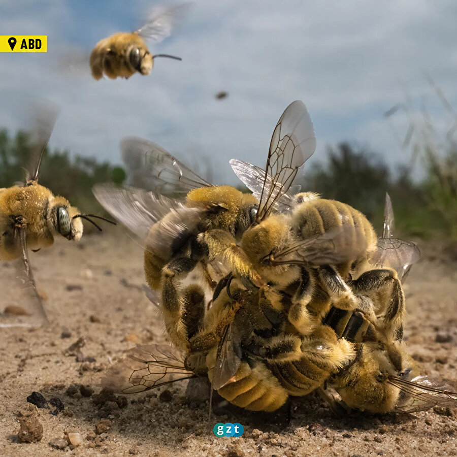 'Yılın Vahşi Yaşam Fotoğrafçısı Ödülleri'nin kazananları belli oldu