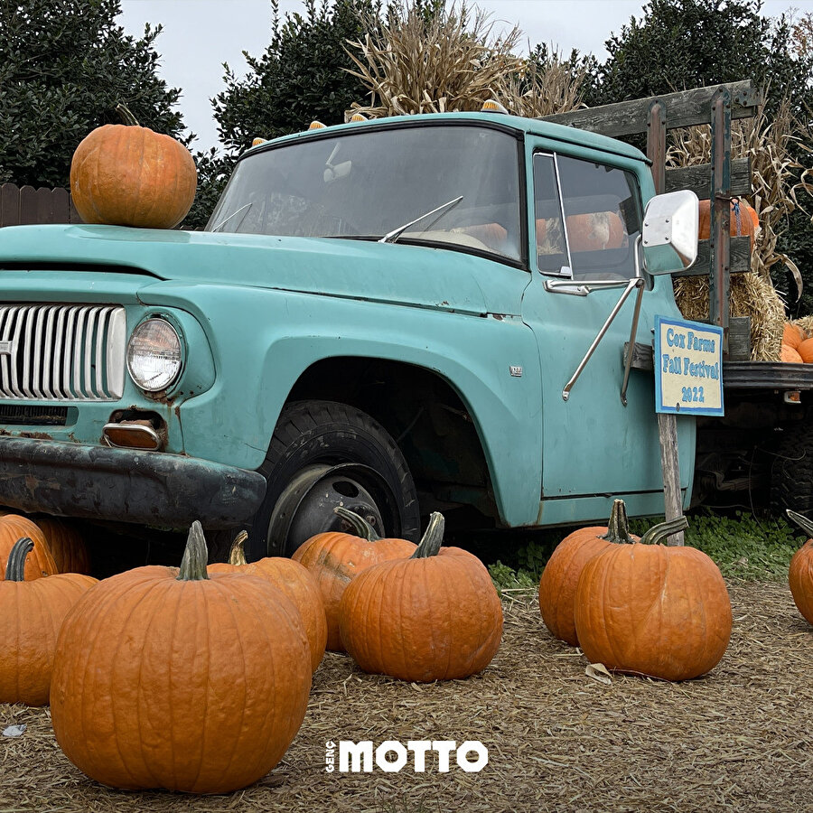 Cadılar Bayramı için toplanan balkabakları