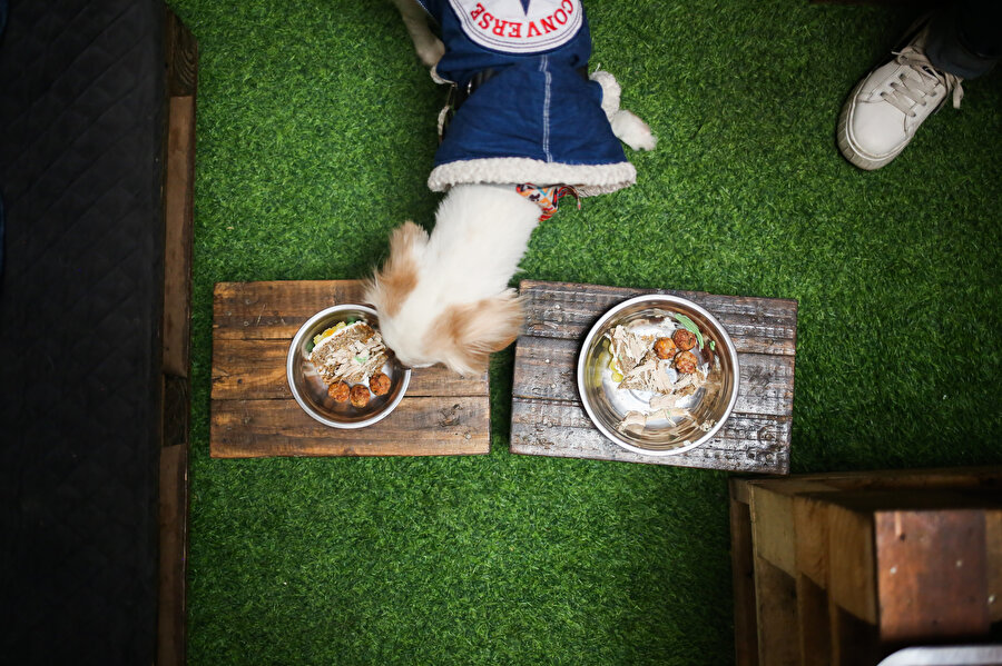 Dünyanın ilk köpek restoranı açıldı