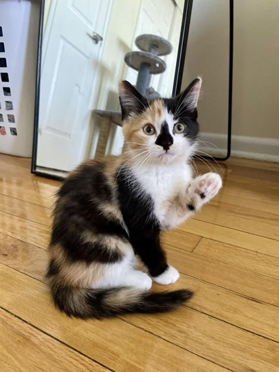 Alkışa gerek yok teşekkürler​