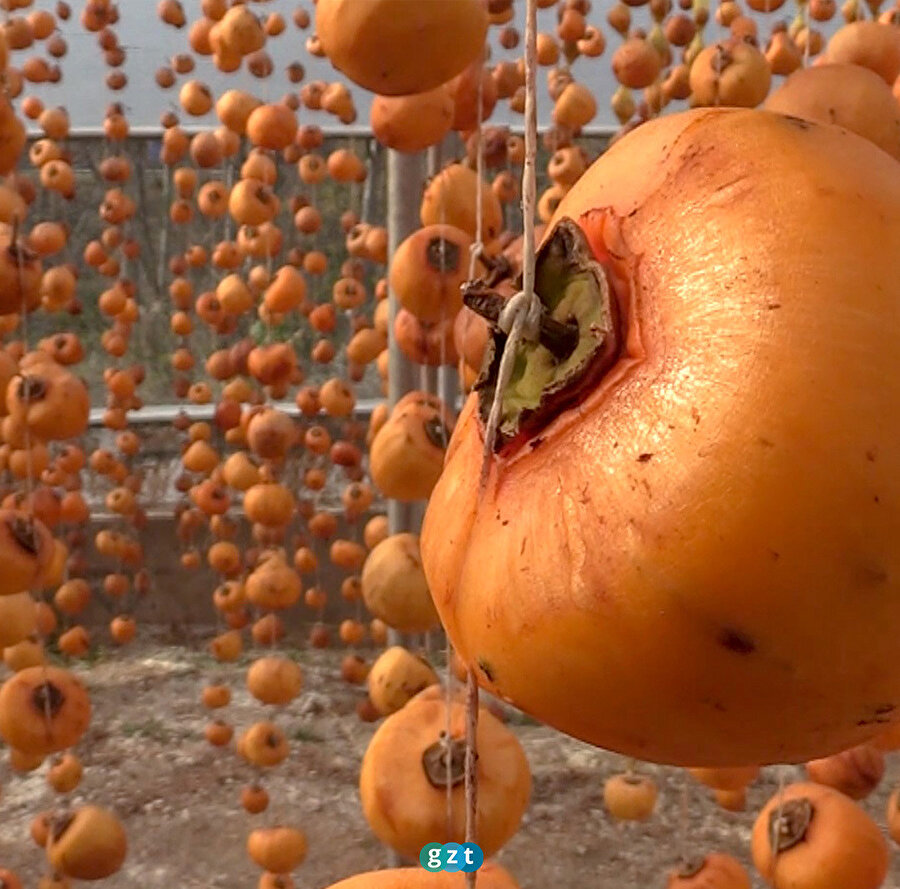 Bilecik'te 'cennet hurması' hasadı başladı