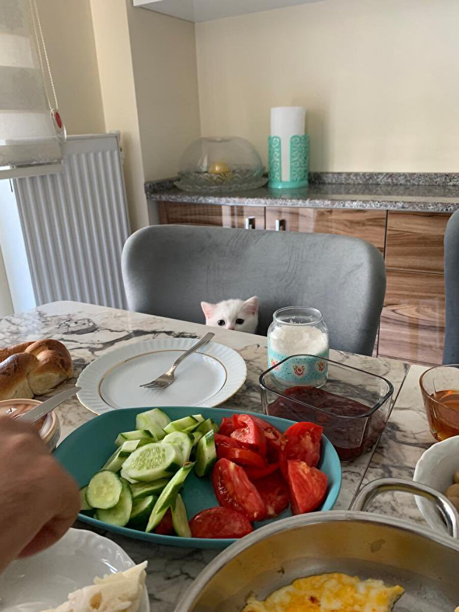 Salam uzatır mısın kanki