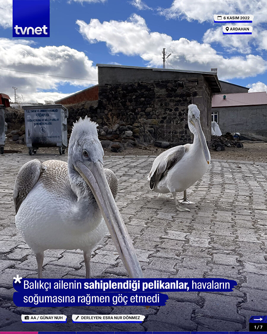 Balıkçı ailenin sahiplendiği pelikanlar, havaların soğumasına rağmen göç etmedi