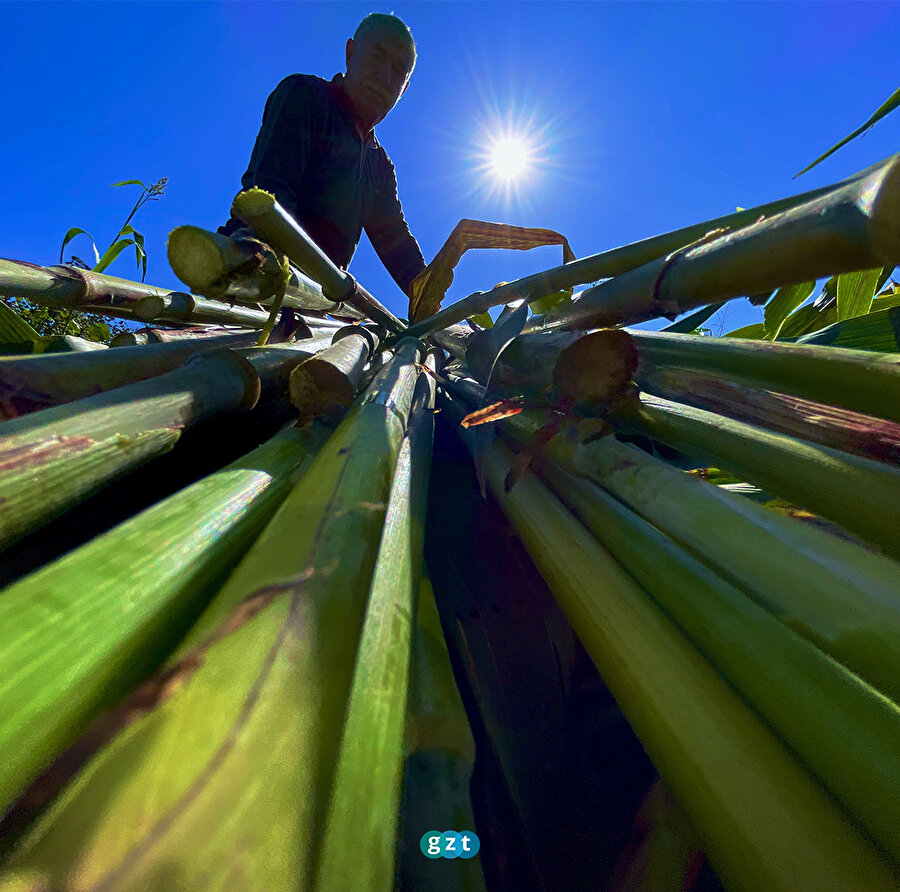 Düzce'de şeker kamışı hasadı başladı