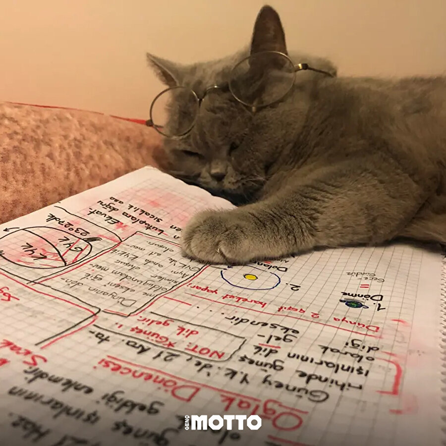 Vize haftasına çalışan kediler