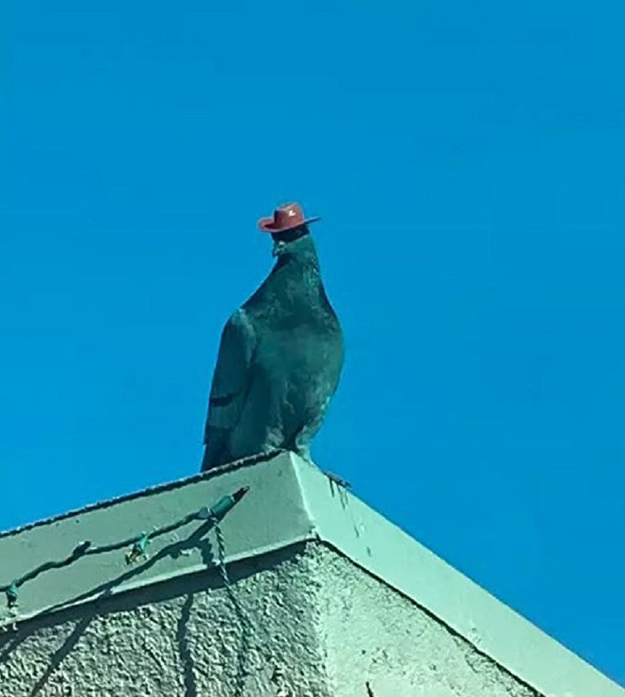 ​Daltonları ne zaman enselesem diye bekleyen Bird Kit