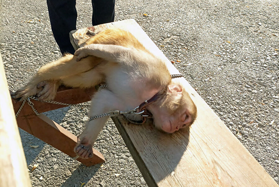 Gören şaştı kaldı: Piknik alanında yürüyüş yaparken maymun bulundu