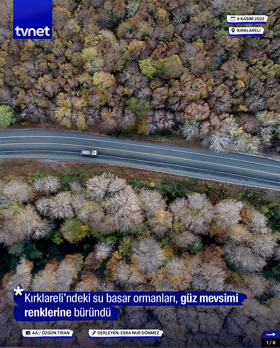 Kırklareli’ndeki su basar ormanları, güz mevsimi renklerine büründü