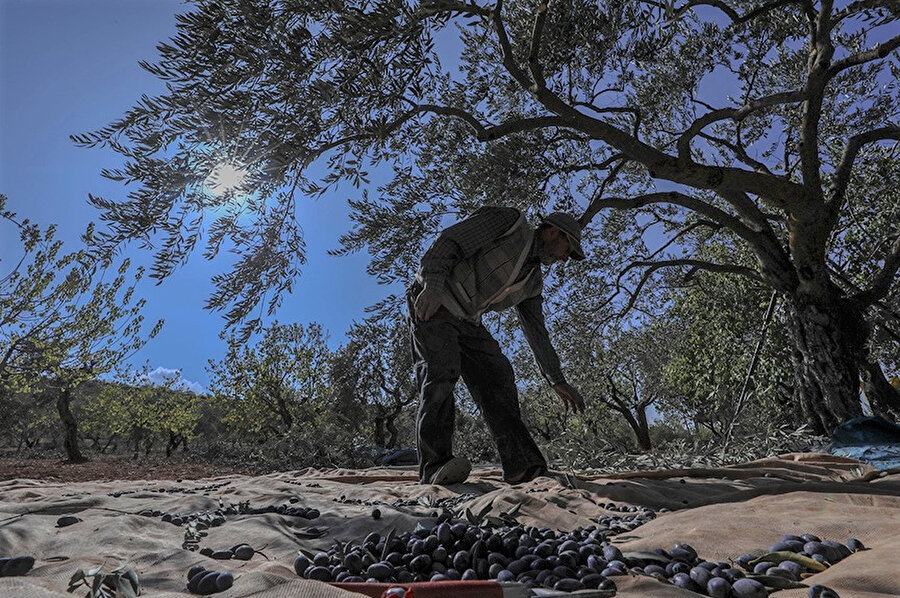 Tarlaları, askerî muhaliflerle Esed rejimi güçleri arasındaki cephe hattında kalan İdlibli çiftçiler, bombardımanın gölgesinde temel geçim kaynakları olan zeytin hasadına başladı.