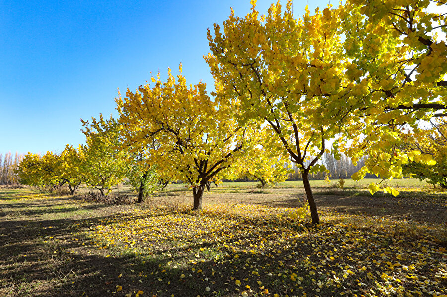 Iğdır'daki İrem Bağları sonbahar renklerine büründü