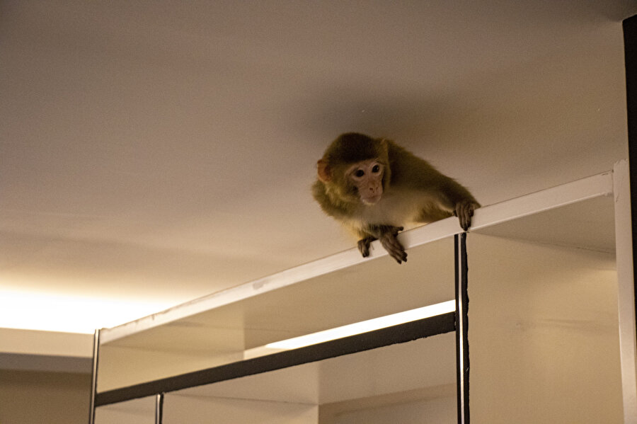 Bursa'da gece yarısı evlerine maymun girdi