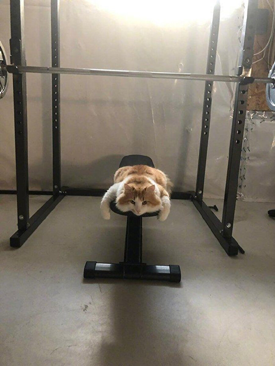 Кот в спортзале
