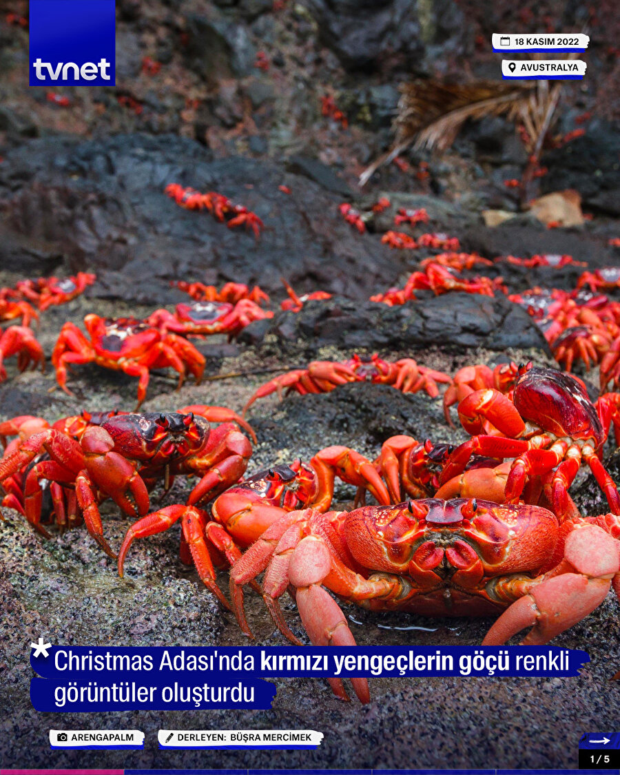 Kırmızı yengeçler Christmas Adası'na doğru yola çıktı!
