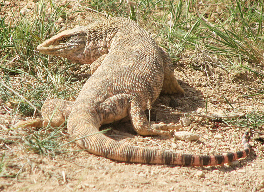 Nesli tükenme tehlikesi altında: Şanlıurfa'da görüldü