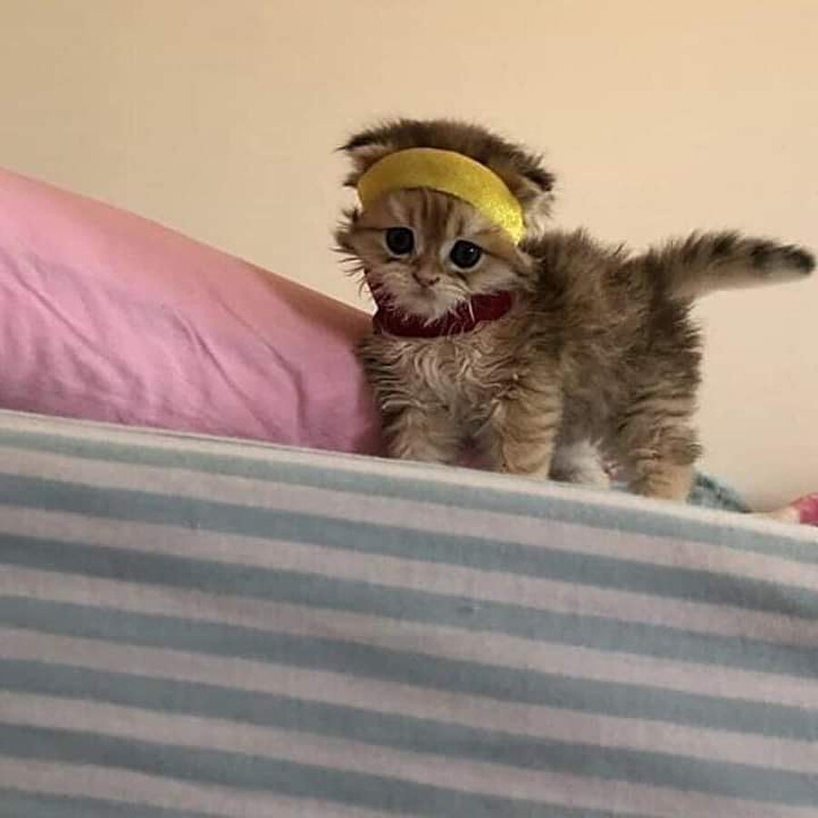 Terliyim canım hiç öpmiyim