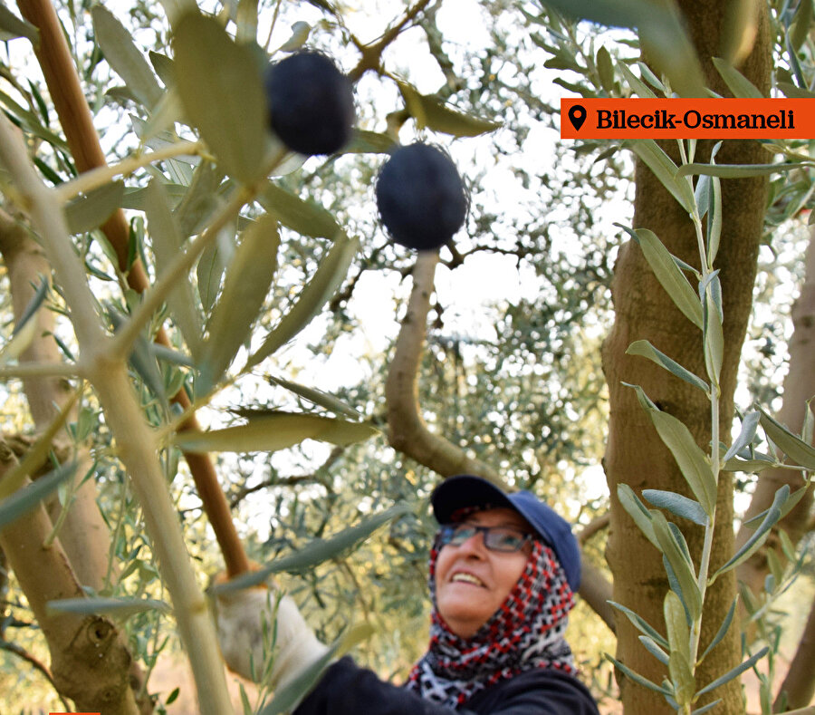 Bilecik'teki zeytinliklerde hasat devam ediyor