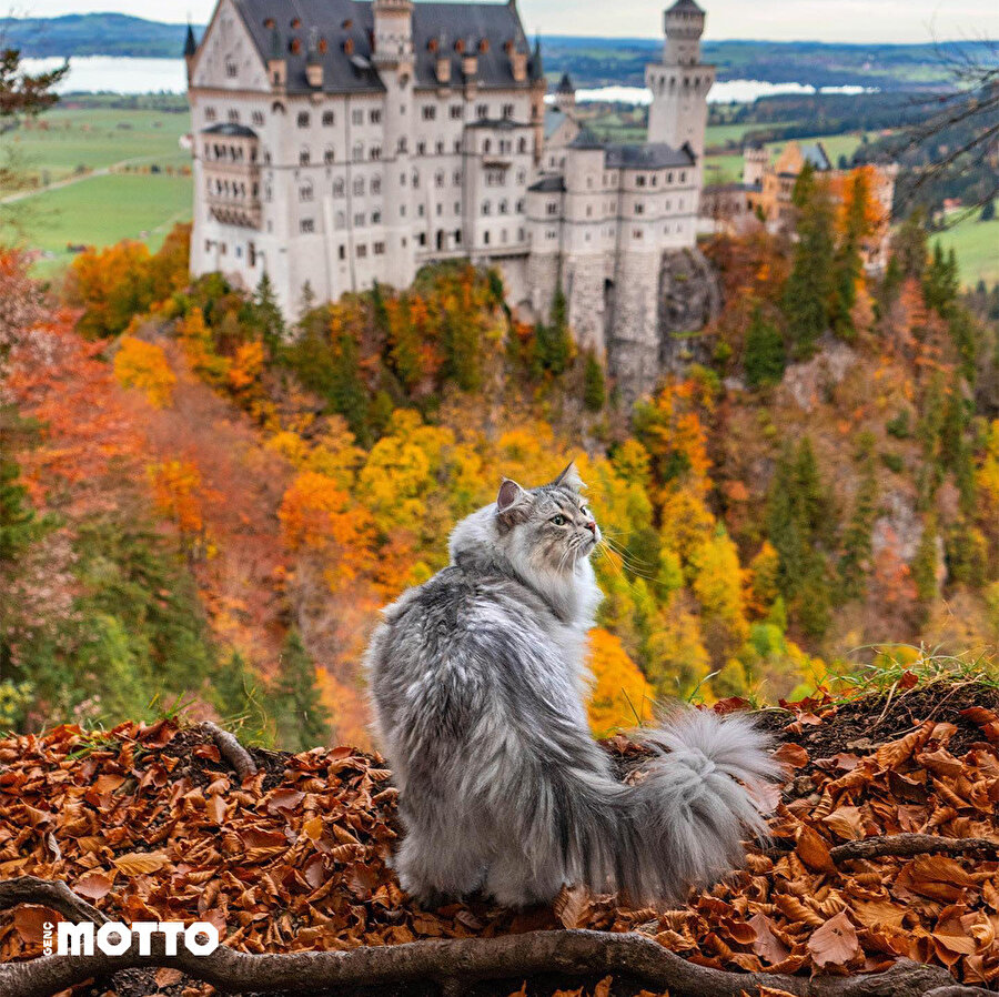 Sibirya Orman Kedisinin bir manzara oluşundan habersiz pozları