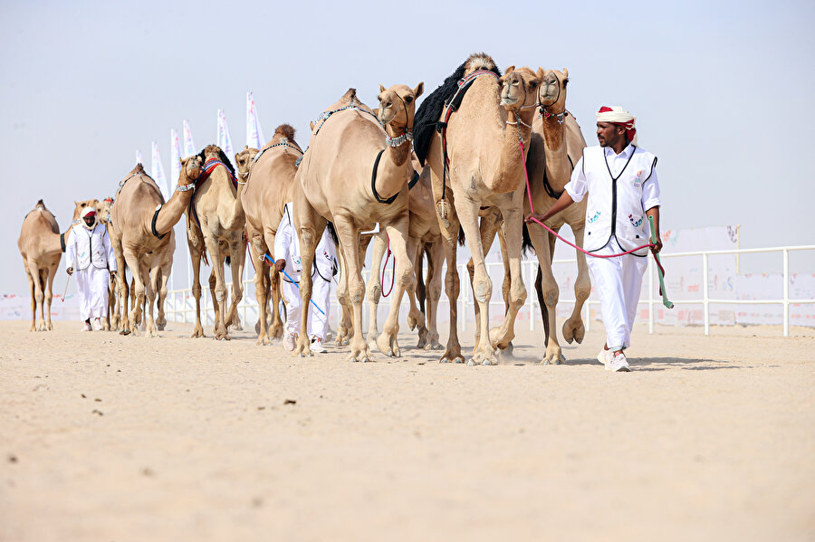 FIFA Dünya Kupası etkinlikleri kapsamında düzenlenen organizasyonda, farklı kategorilerde yüzlerce deve yer alıyor.
