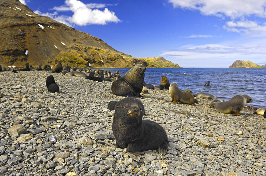 Kerguelen Adaları.