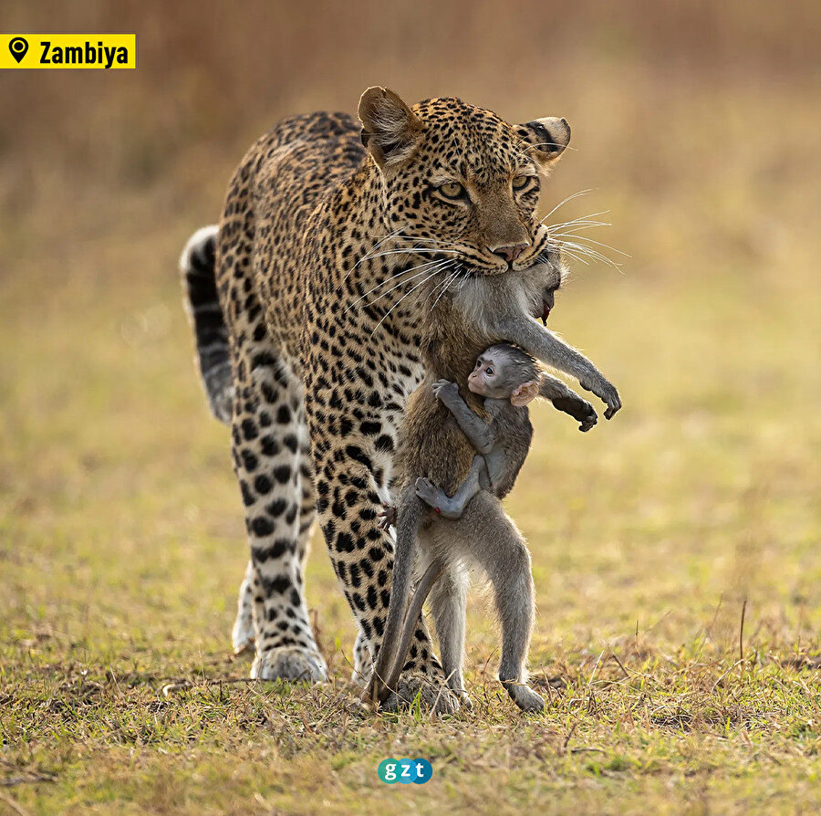 Yılın Vahşi Yaşam Fotoğrafı finalistleri belli oldu