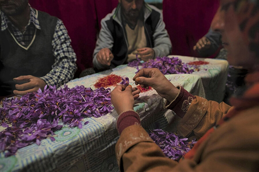 30 sene önce Herat'a safran soğanları getirip eken Ekber'in sayesinde bugün dikimi ve üretimi Afganistan'ın hemen hemen her bölgesinde gerçekleştirilen safran, hem yüksek ihracat oranlarıyla hem de üretimiyle bölgedeki işsizlik oranını düşürerek ülke ekonomisine katkıda bulunuyor.
