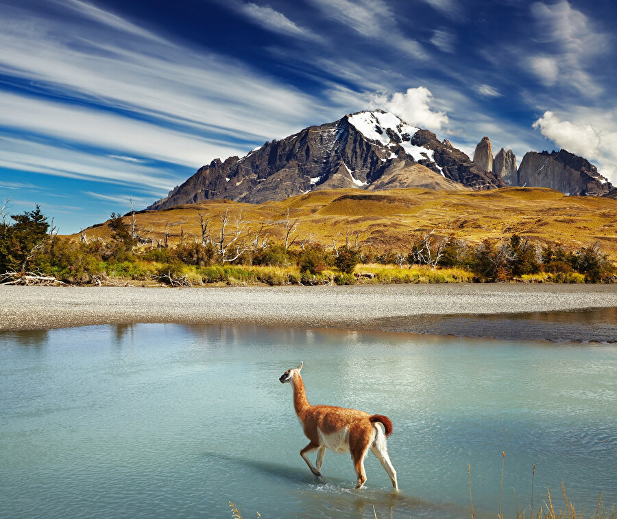 Guanaco Torres del Paine Milli Parkı.