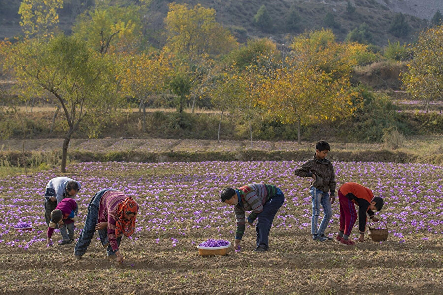 Sonbaharın gelmesiyle çiftçiler, tarlalarında açan safran çiçeklerini toplayıp bunun ticaretini yapan şirketlere satıyor.
