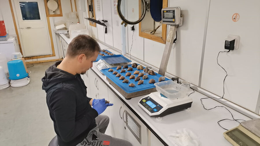 Aşırı avlanma Karadeniz'de stoklarını yüzde 20 azalttı