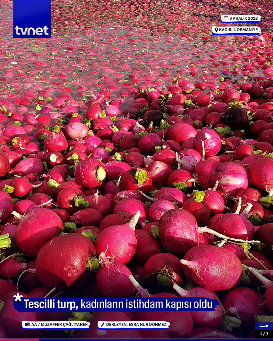 Tescilli turp, kadınların istihdam kapısı oldu