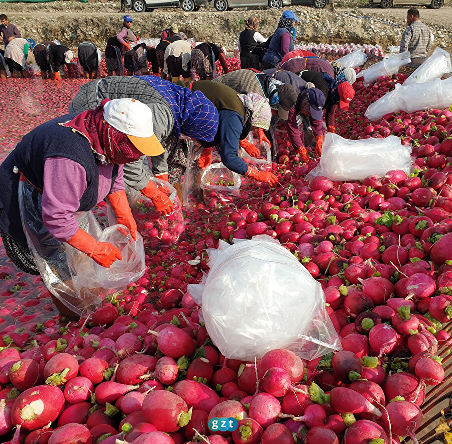 Soğuk suda yıkanan tescilli turp, kadınların istihdam kapısı oluyor