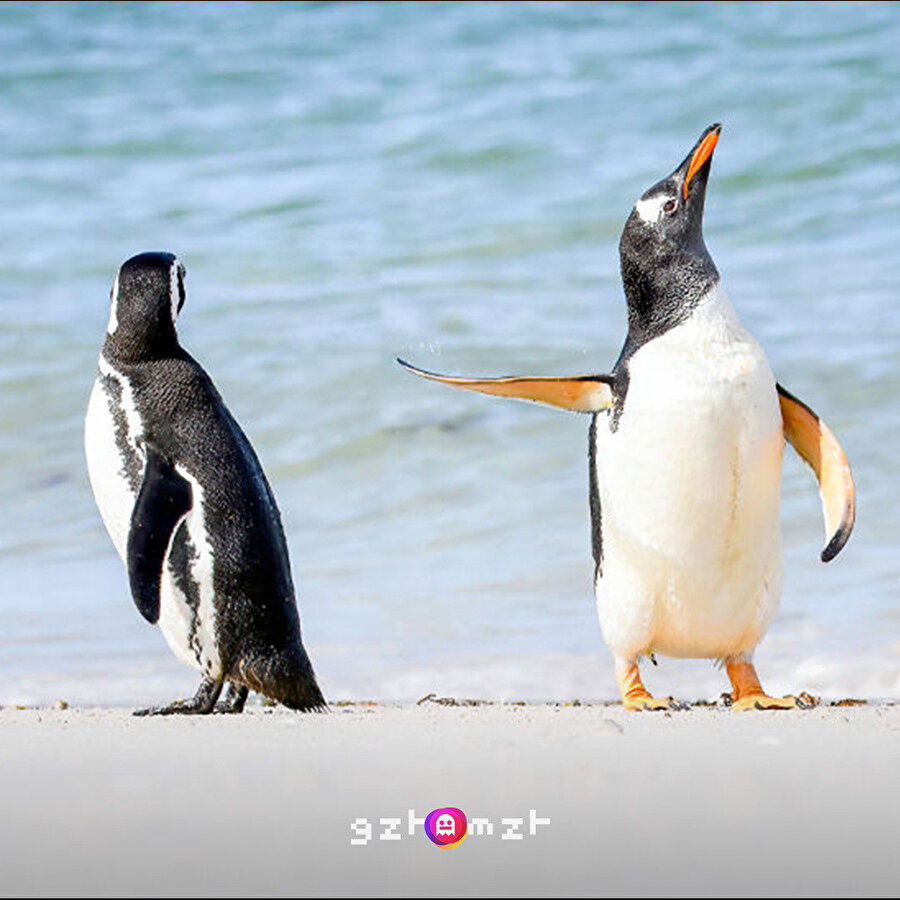 Yılın en komik vahşi doğa fotoğrafları