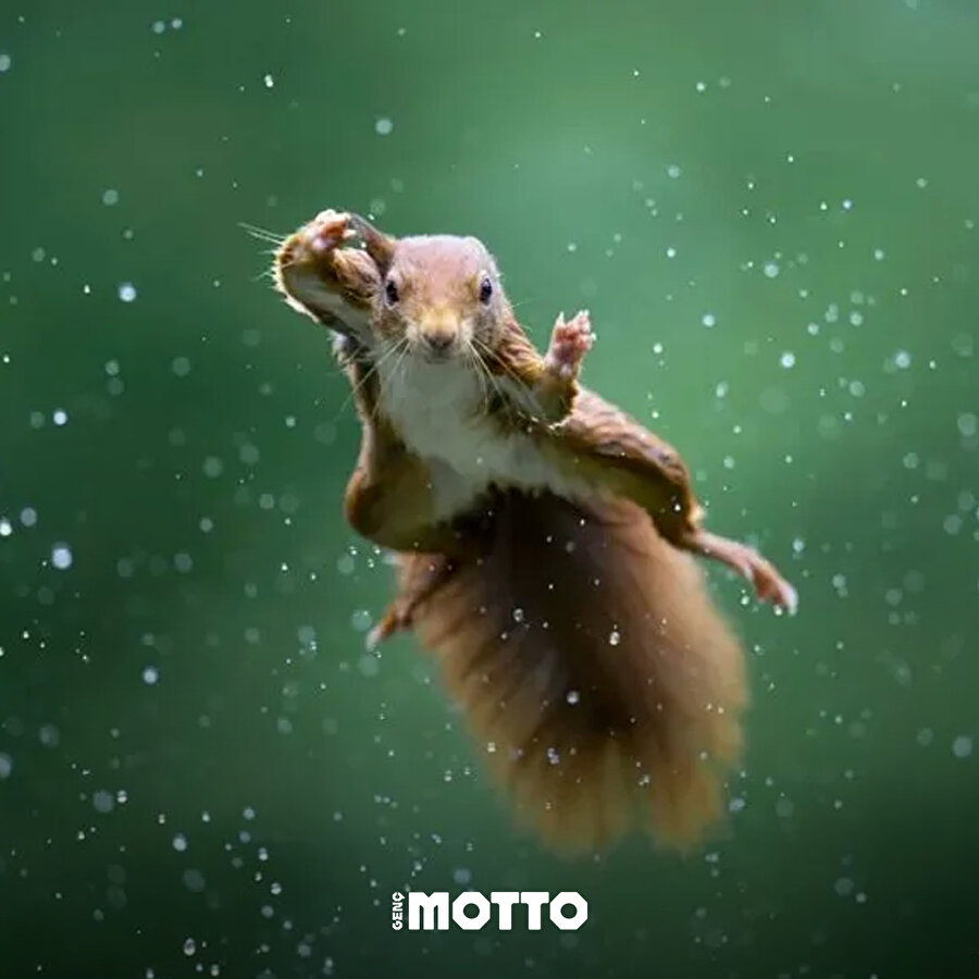 2022'nin en komik yaban hayatı fotoğrafları