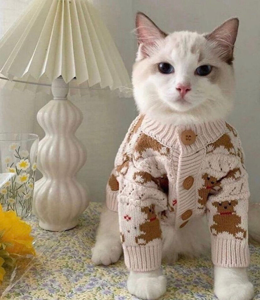 Kediler böyle giyinmek çok mu zor?​