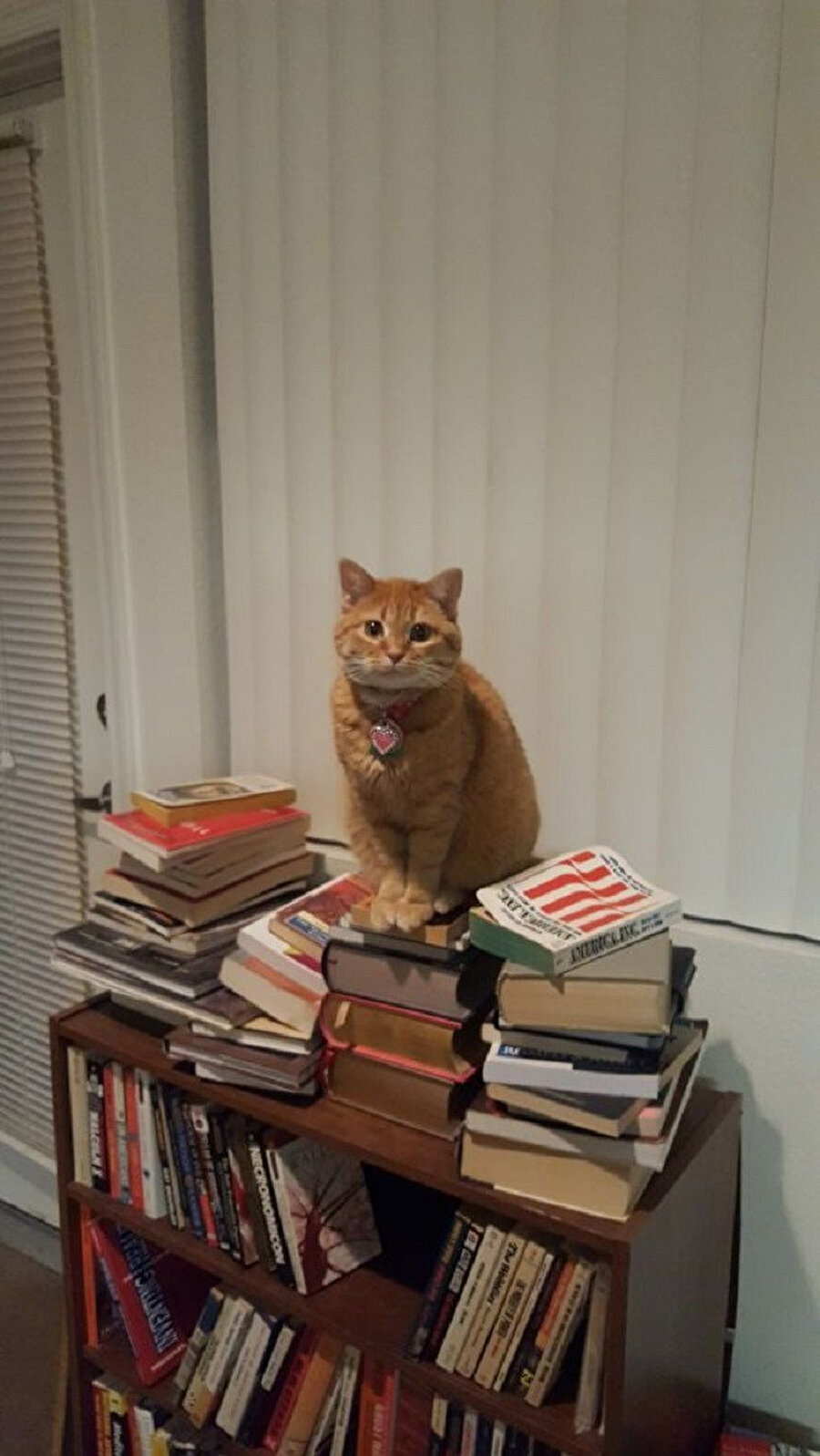 ​İstediğim kitaptan başlayabilir miyim?