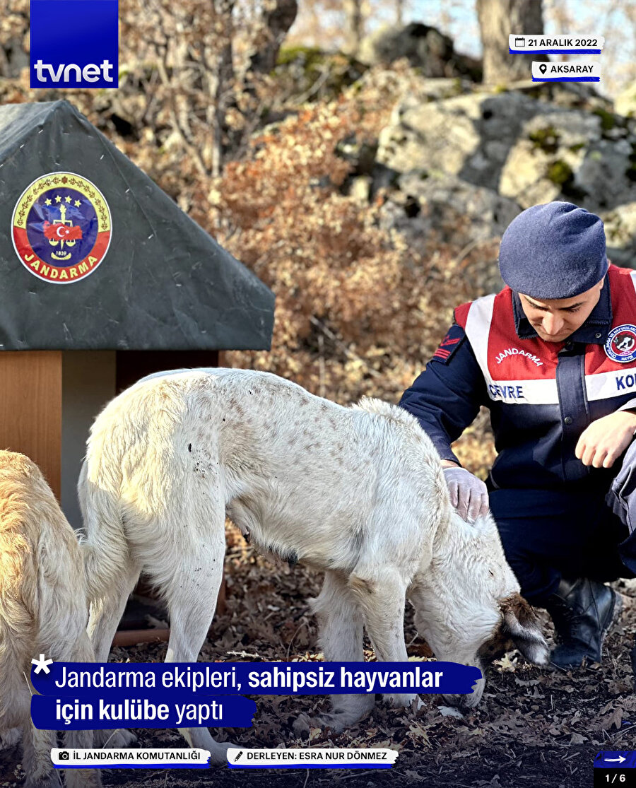 Jandarma ekipleri, sahipsiz hayvanlar için kulübe yaptı