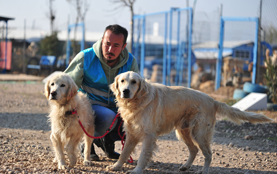 Evcil hayvanlara çip uygulamada yasal süre doldu: Sokağa terk edilmeler arttı