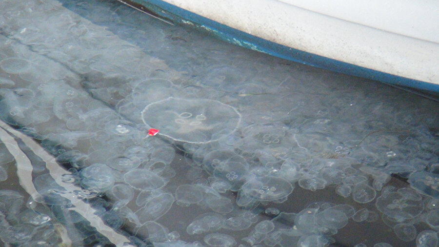 Sarıyer sahilde denizanası yoğunluğu