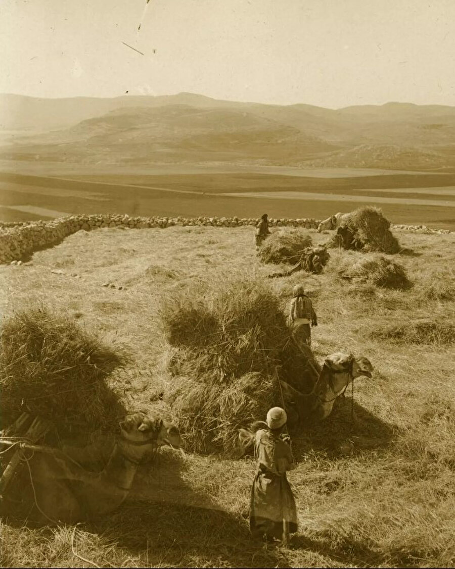 Nablus'un verimli tarlalarında Arap çiftçilerin arpa hasadı, 19. yüzyılın sonları, 20. yüzyılın başları. 