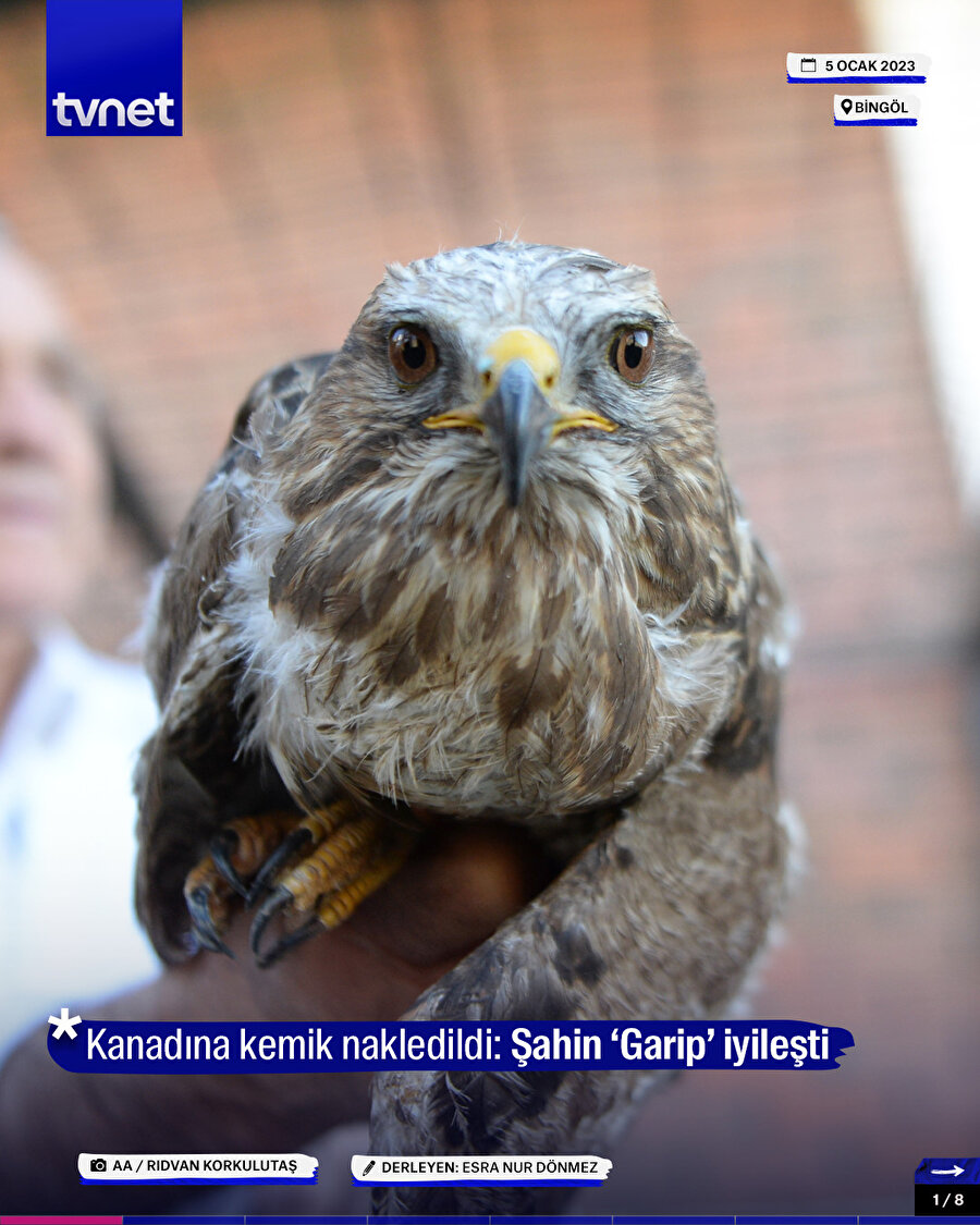 Kanadına kemik nakledildi: Şahin ‘Garip’ iyileşti