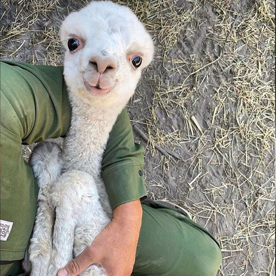 Aşırı tatlı işler 😍