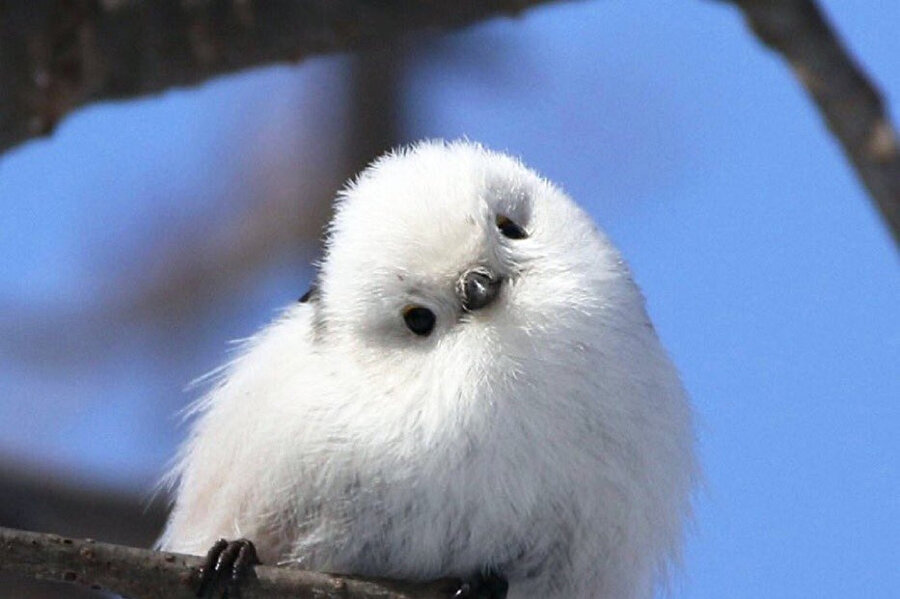 Babamdan bir şey isterken kardeşim: