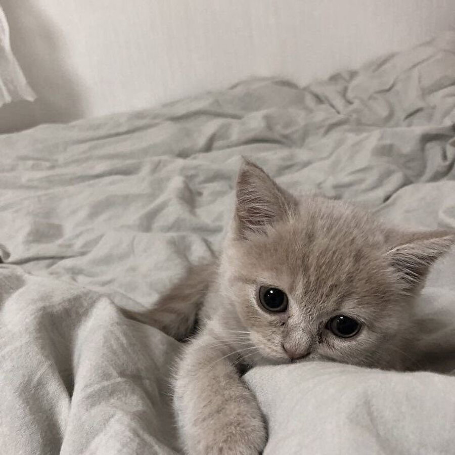 Pazartesiye karşı duruşum